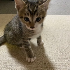 （受付終了）子猫3匹里親募集