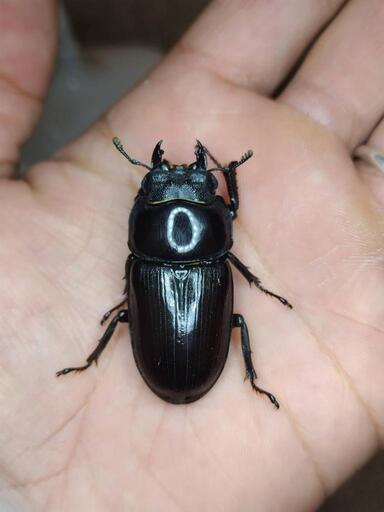 【F1個体まとめて】山梨県産オオクワガタ６匹 F1個体まとめて】山梨県産オオクワガタ6匹