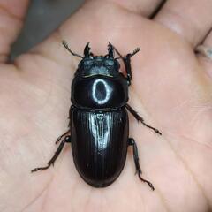 【F1個体まとめて】山梨県産オオクワガタ６匹