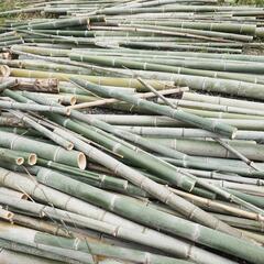 竹欲しい方 無料 好きなだけ 炭や肥料作りなどに 竹細工