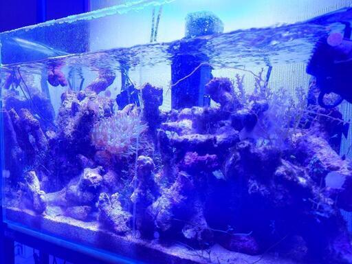 海水魚水槽一式 セット  マリン アクアリウム 熱帯魚