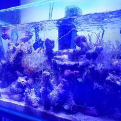 海水魚水槽一式 セット  マリン アクアリウム 熱帯魚