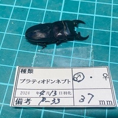 （お取引中）①プラティオドンネブトクワガタ　新成虫ペアの販売