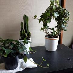 植物3点