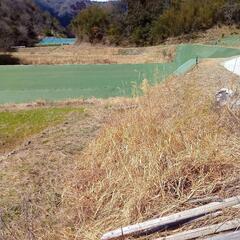 棚田の斜面の草刈り