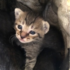 4月4日生まれ♡キジトラ男子🐱親子でお迎えしてくれる里親様募集し...