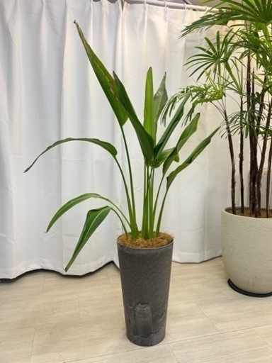 観葉植物　ストレリチアレギネ　140cm