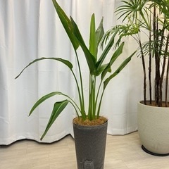 観葉植物　ストレリチアレギネ　140cm