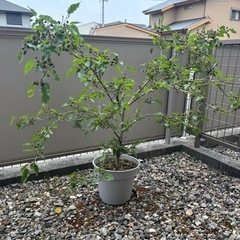 最終 
 スイートマルベリー  桑の木 鉢植え