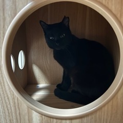黒猫カヤちゃん　女の子 − 香川県