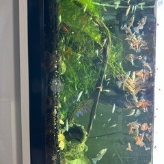 値下げ・追記】GEX 水槽＆水槽台 メダカ、グッピー、レッドシュリンプ  