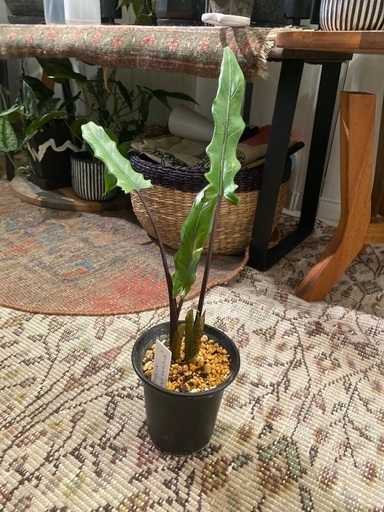 お譲り先が決まりました。アロカシア ラウテルバキアナとオルビフォリア
