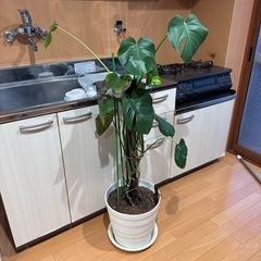 観葉植物 モンステラ