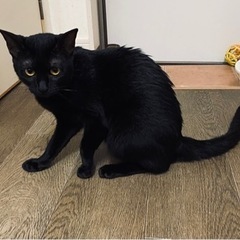 ♀黒猫のキキちゃん🐈‍⬛　推定6ヶ月 - 猫