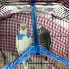 セキセイインコ2羽