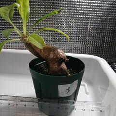 レアなアリ植物　ミルメコディア・ツベローサ