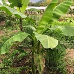バナナ木