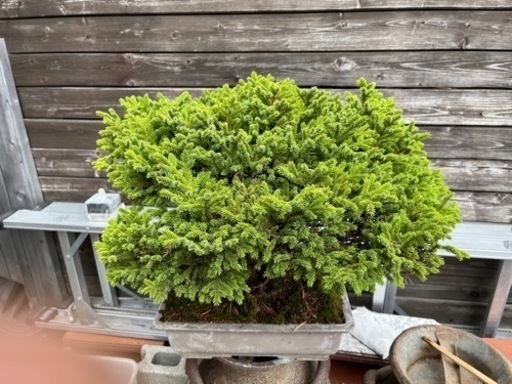 盆栽、アカエゾ松盆栽、赤蝦夷松盆栽、アカエゾ寄植え、松林  