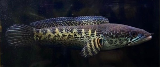 バイオレットスネークヘッド　熱帯魚