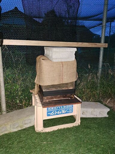 日本ミツバチの分蜂捕獲群