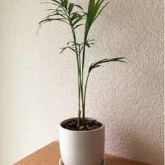 観葉植物　テーブルヤシ(13)　28cm　白いおしゃれな2号の鉢...