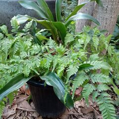 シダ科植物 ユリ科植物 陶器鉢付き ガーデニング ミニチュアジャングル