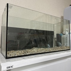 熱帯魚/60cm水槽