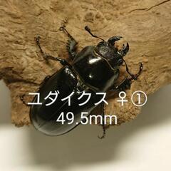 ユダイクスミヤマ CBF1 新成虫 ♀① 49.5mm