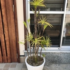 大型の観葉植物シュロチク（鉢込み）