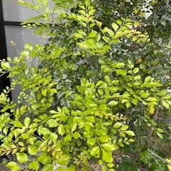シンボルツリー常緑高木　シマトネリコ　1m 2本