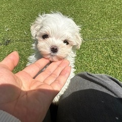 【飼い主様決まりました】マルチーズの男の子🍨