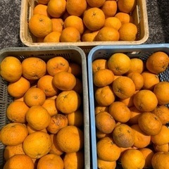 柑橘㉑
