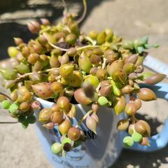 グリーンネックレス　多肉植物　マグカップ付き