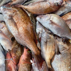 明日20日、船釣り募集！🎣鯛ラバ