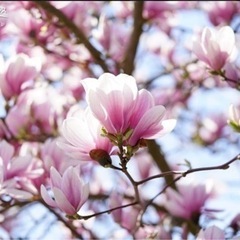 ピンクの木蘭の苗木を探しています。