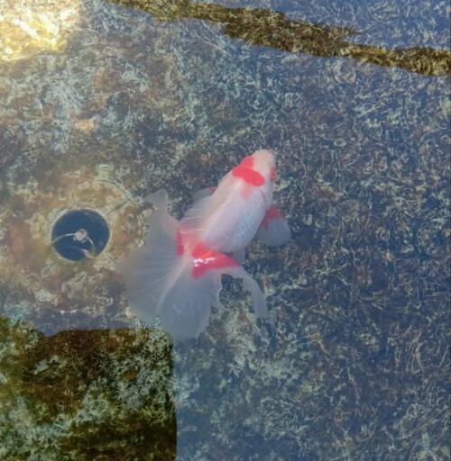 金魚　土佐錦魚　更紗　12cm