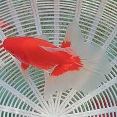 金魚　トサキン　素赤　12cm