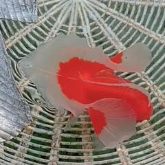 金魚　トサキン　素赤　11cm