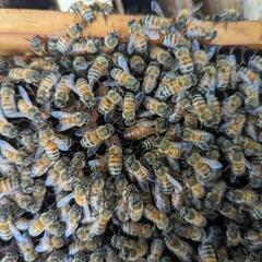 ミツバチ(6000匹)