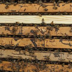 ミツバチ(6000匹)