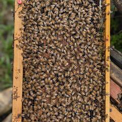 ミツバチ(6000匹)