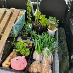 【ガレージセール（土・日）】植物の無人販売をします