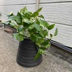 定番人気の観葉植物　ポトス