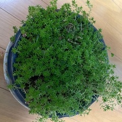 多肉植物　セダム  