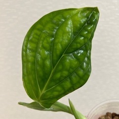 観葉植物　モンステラ　ジェイドシャトルコック