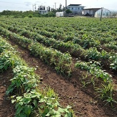 【4/21日曜日】さつまいも畑の草取り　お手伝いしてくださ…