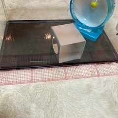 ハムスター４点飼育セット