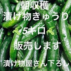 1朝収穫漬け物きゅうり！大人気商品です！値段は5キロで800円に...