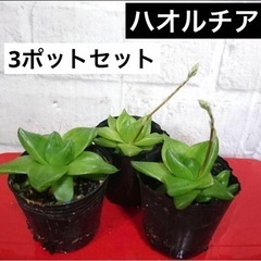 【決まりました】【70】多肉植物　ハオルチア　3苗セット