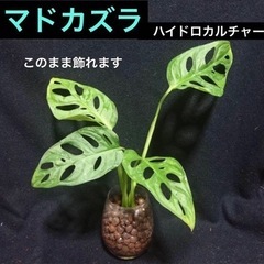 【P8】このまま飾れます　マドカズラ　観葉植物　モンステラ　ハイ...